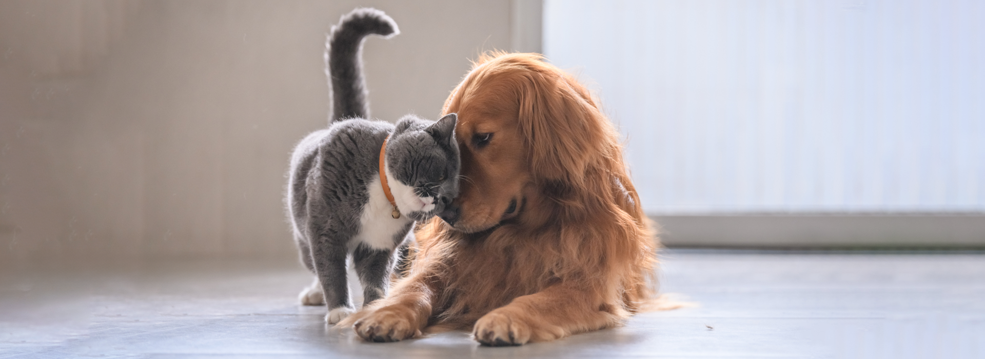 Dog and Cat giving each other some love