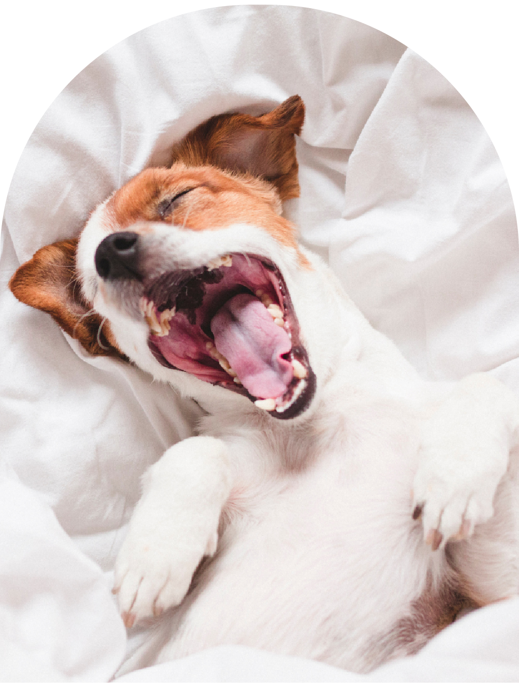 Dog waking up on bed