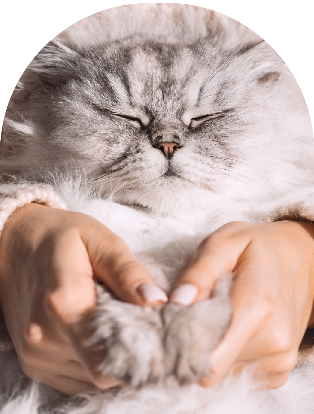 Cat getting some cuddles