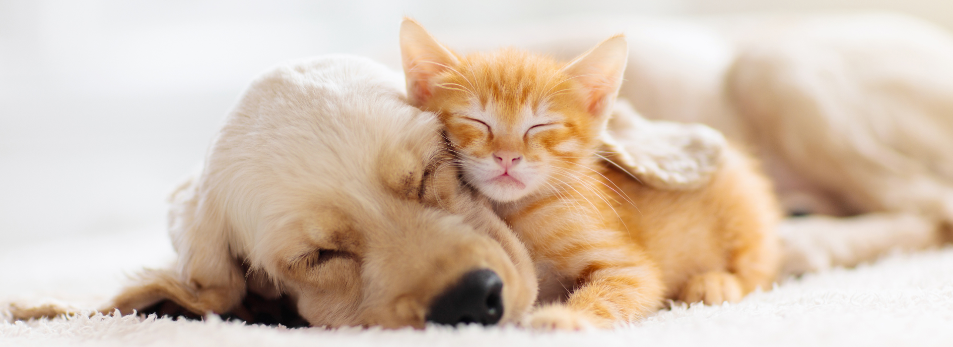 Puppy and kitten sleeping soundly